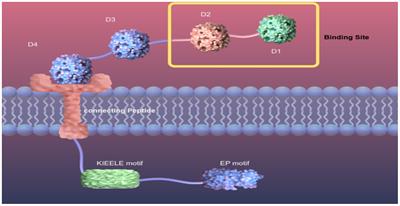 Advances in understanding the role of immune checkpoint LAG-3 in tumor immunity: a comprehensive review